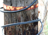 Pole