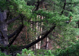 Trees at Pt. Molate