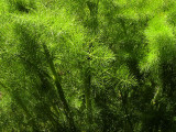 Foliage at Point Isabel