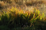 I liked the way the sunlight affected the leaf-tops