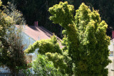 Woodsy scene with odd-galaxy-shaped tree