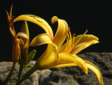 3 Stages of Life.  Flowers on edge of lagoon.