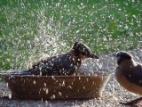 MC #110 - Dynamic Movement: Splish Splash by Justin Miller