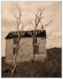 MC #118 Trees - Trees in Mourning by Jerry Curtis