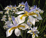 Wild Irises:<br>In Full Sun*