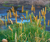 Marsh grasses