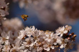 2/24/06- Happy as a bee in a plum tree