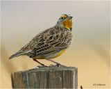 Western Meadowlark