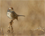 American Tree Sparrow