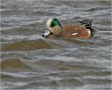 American Wigeon