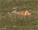  White tailed Deer