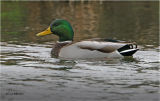 Mallard
