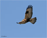 Rough-legged Hawk