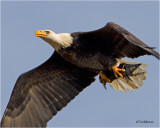 Bald Eagle