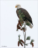 Bald Eagle