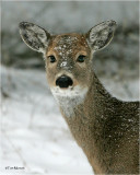  White tailed  Deer      (doe)