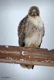 Cross-eyed Red-tailed Hawk