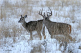  White tailed Deer