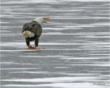 Bald Eagle  (having duck for lunch)