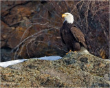 Bald Eagle