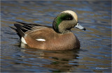 American Wigeon
