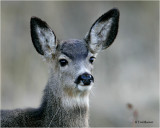  Mule Deer