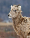  Bighorn Sheep  (yearling)