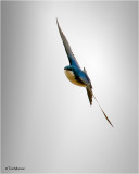 Tree Swallow