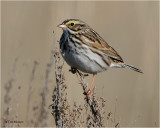 Savannah Sparrow