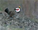  Blue Grouse    dusky (displaying male)