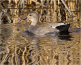 Gadwall  (drake)