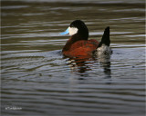 Ruddy Duck