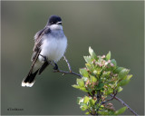 Eastern Kingbird