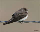 Northern Rough-winged Swallow