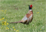  Ring-necked Pheasant
