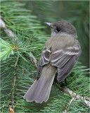 Willow Flycatcher