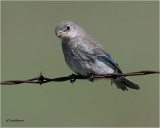Mountain Bluebird  (Juvenile)