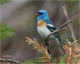 Lazuli Bunting