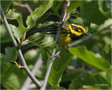 Townsends Warbler