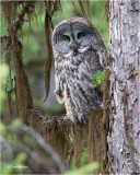 Great Gray Owl