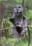 Great Gray Owl