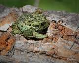  Western Toad