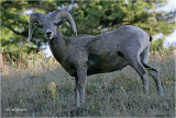  Bighorn Sheep