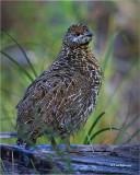 Spruce Grouse (chick)