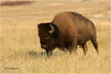  American Bison