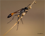  Thread-waisted Wasp 