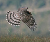 Coopers Hawk