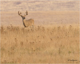  White tailed Deer