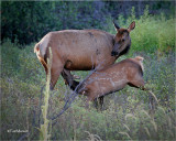 Cow & Calf Elk