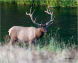 Elk (bull)
